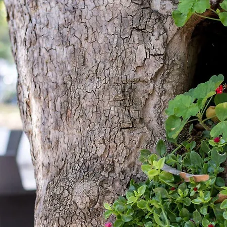 Ifigenia Szálloda *